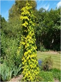                         Humulus lupulus Aureus 